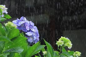 Read more about the article 梅雨入りの季節に知っておきたい豆知識７選